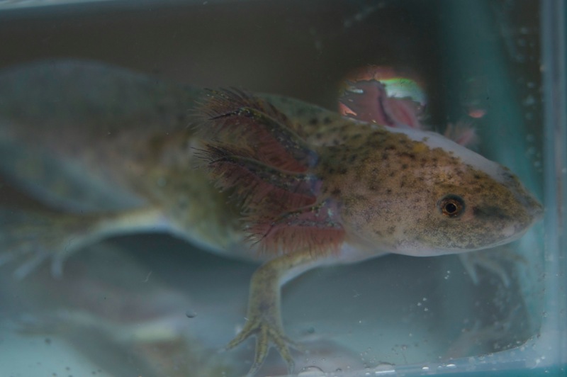 Axolotl - Nessi