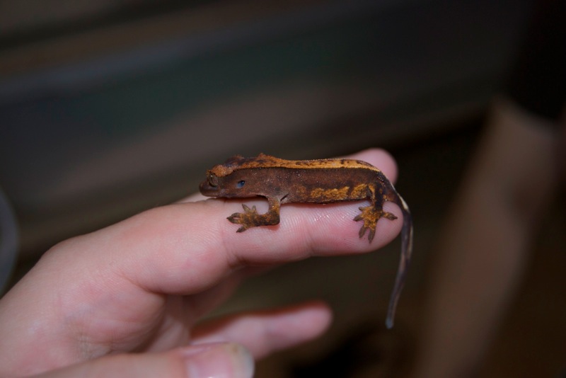 Red Pinstripe Harlekin - Pepper