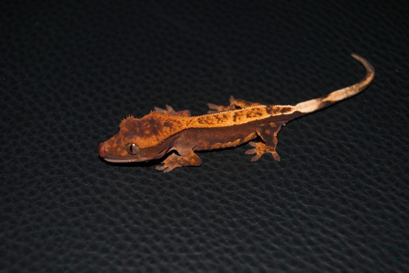 Red Pinstripe Harlekin - Pepper