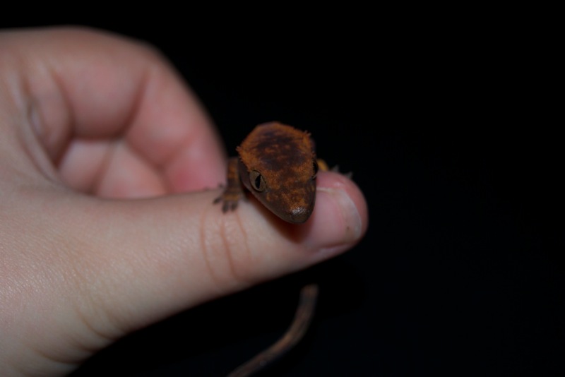 Red Pinstripe Harlekin - Pepper