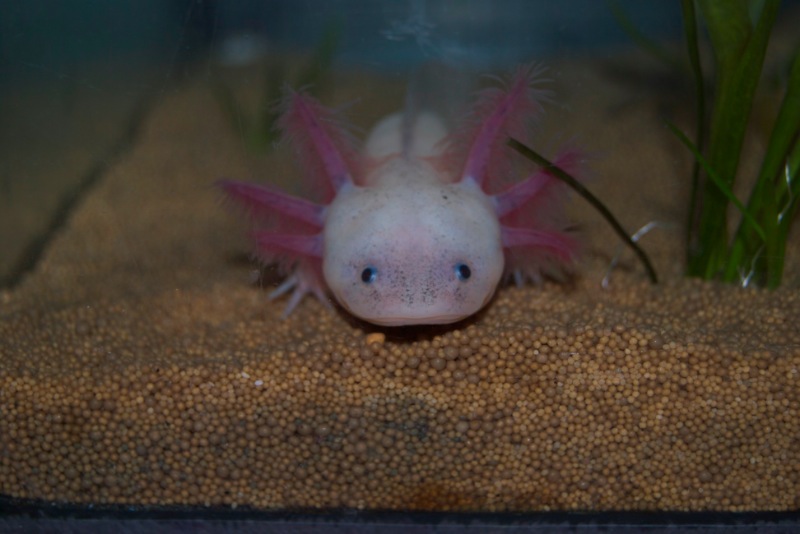 Axolotl - Phoenix