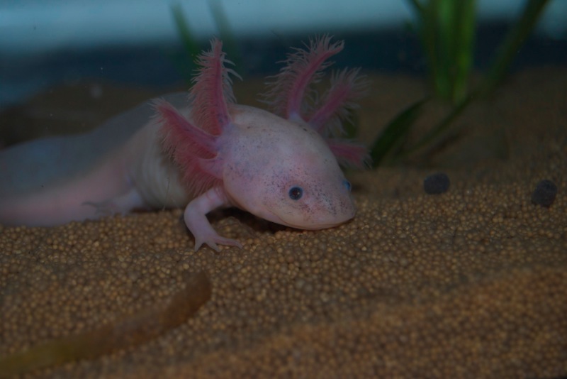 Axolotl - Phoenix