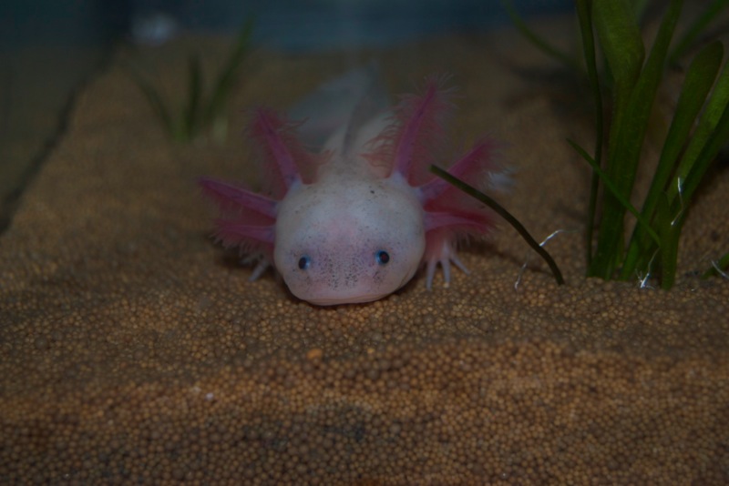 Axolotl - Phoenix