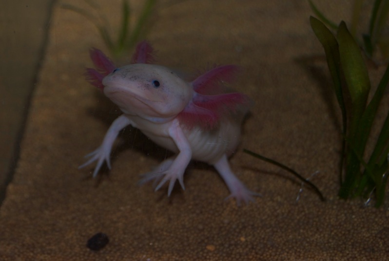 Axolotl - Phoenix