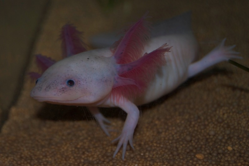 Axolotl - Phoenix