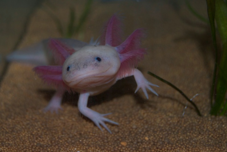 Axolotl - Phoenix