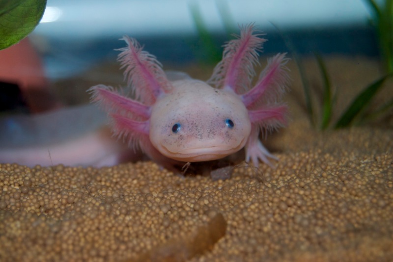 Axolotl - Phoenix