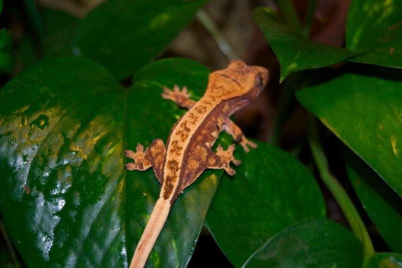 100% Red Pinstripe Harlekin Kronengecko - Picasso