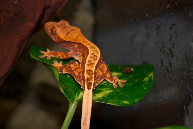 100% Red Pinstripe Harlekin Kronengecko - Picasso