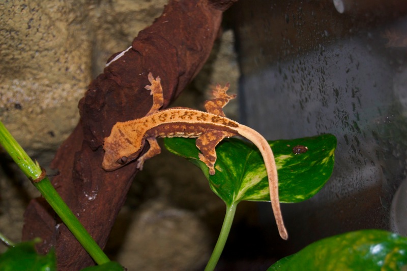 100% Red Pinstripe Harlekin Kronengecko - Picasso