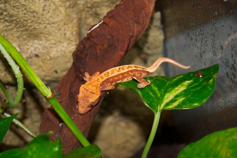 100% Red Pinstripe Harlekin Kronengecko - Picasso