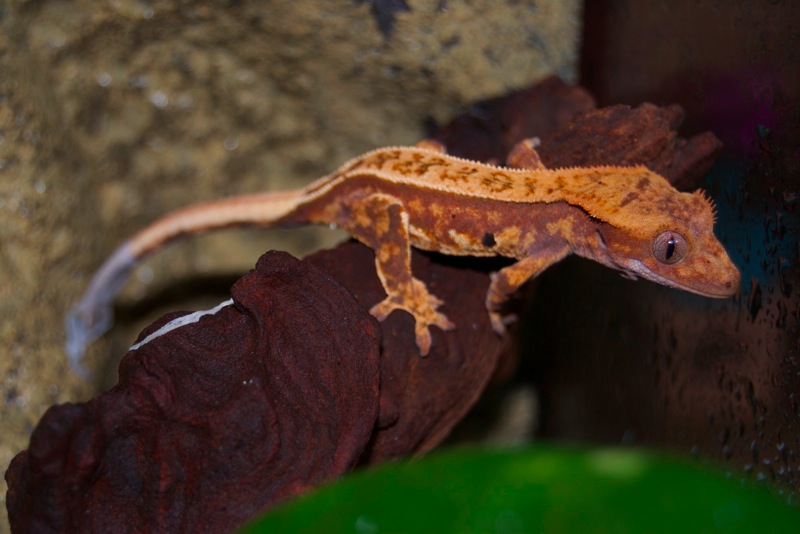 100% Red Pinstripe Harlekin Kronengecko - Picasso