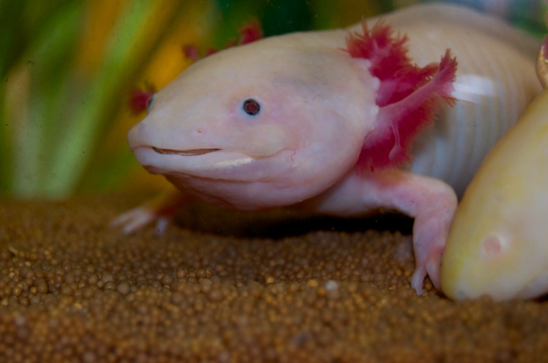 Axolotl - Schnee