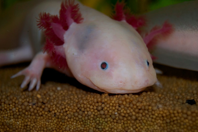 Axolotl - Schnee