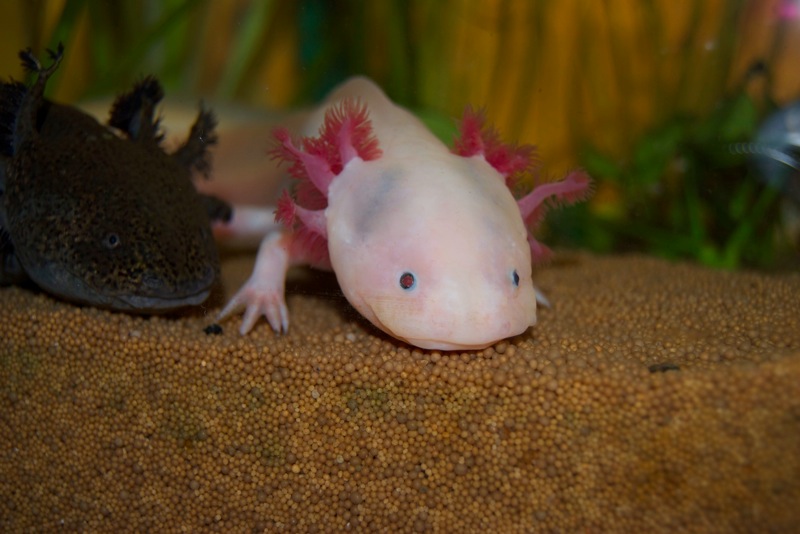 Axolotl - Schnee