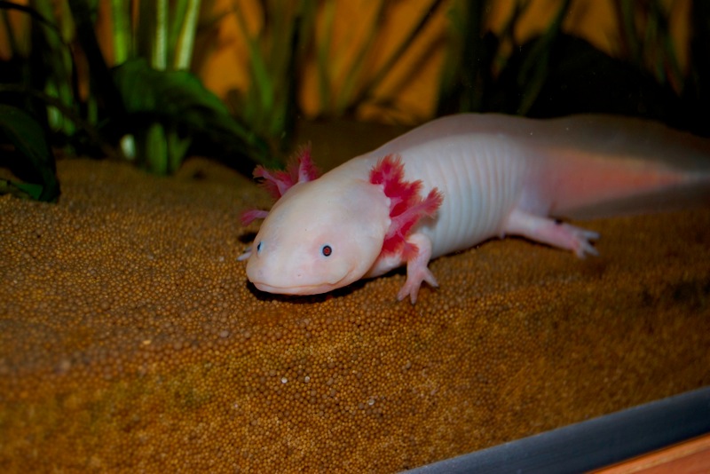 Axolotl - Schnee