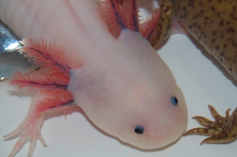 Axolotl - Smoothie