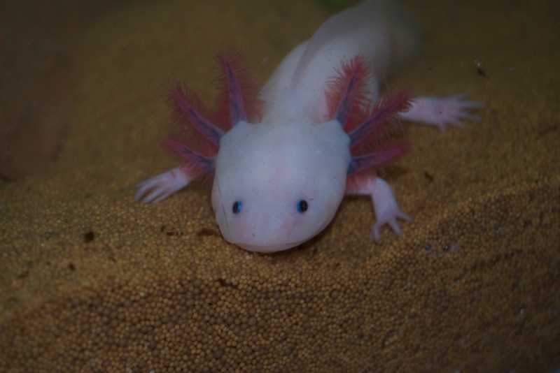 Axolotl - Smoothie