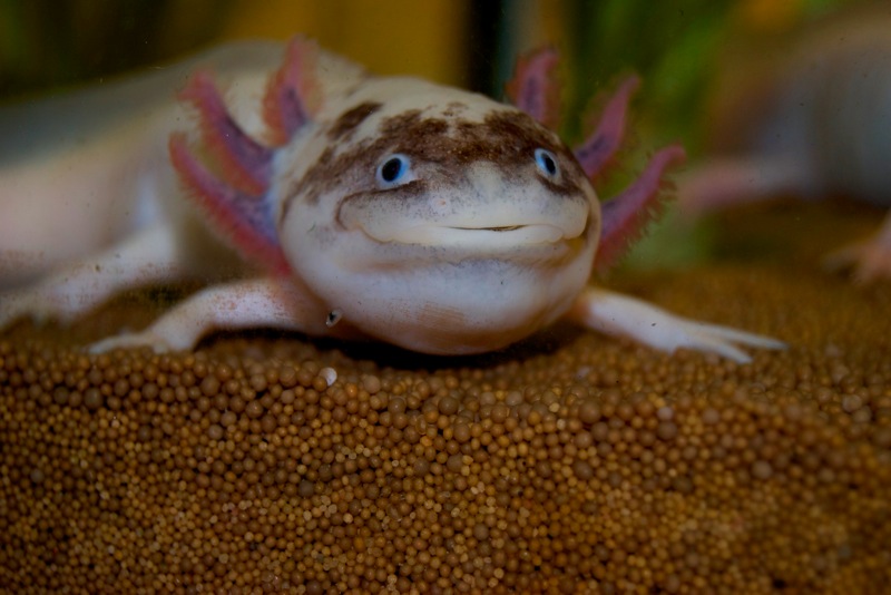 Axolotl - Spoty