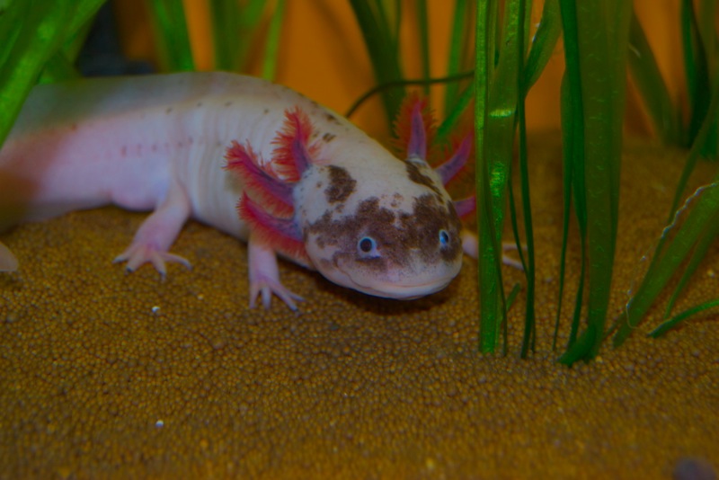 Axolotl - Spoty