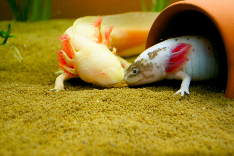 Axolotl - Spoty