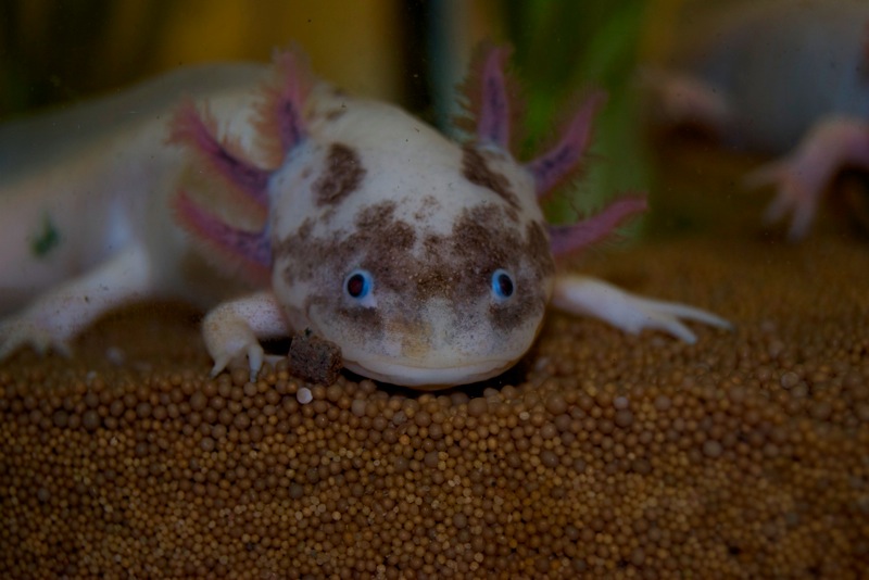 Axolotl - Spoty