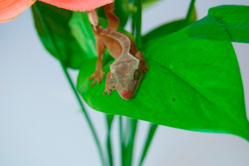 Red Patternless Kronengecko - Strawberry