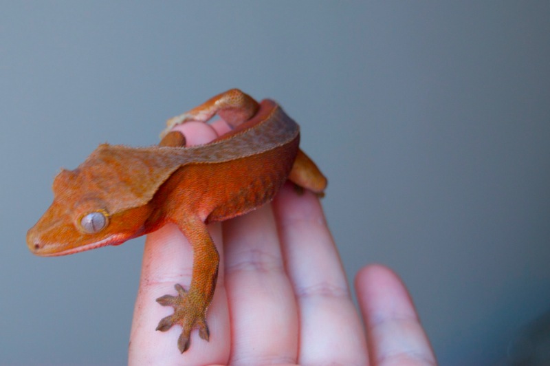 Red Patternless Kronengecko - Strawberry