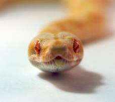 Brian Sharp Albino Boa constrictor