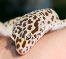 Leopardgecko