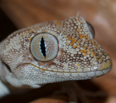 Stachelschwanzgecko