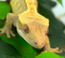 Extreme Harlekin part Pinstripe crested gecko