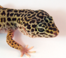 Leopardgecko