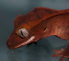 Flame crested gecko