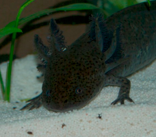 Axolotl - Wildfarben