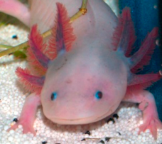 Axolotl - Leucist