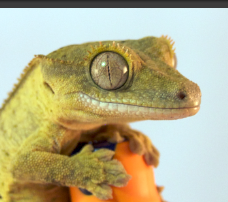 Tiger Dalmatiner crested gecko