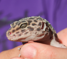 Leopardgecko