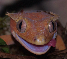 Red patternless crested gecko