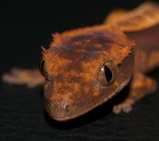 Red Pinstripe Harlekin crested gecko