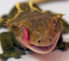 Pinstripe crested gecko