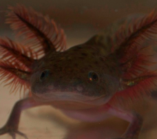 Axolotl - ???