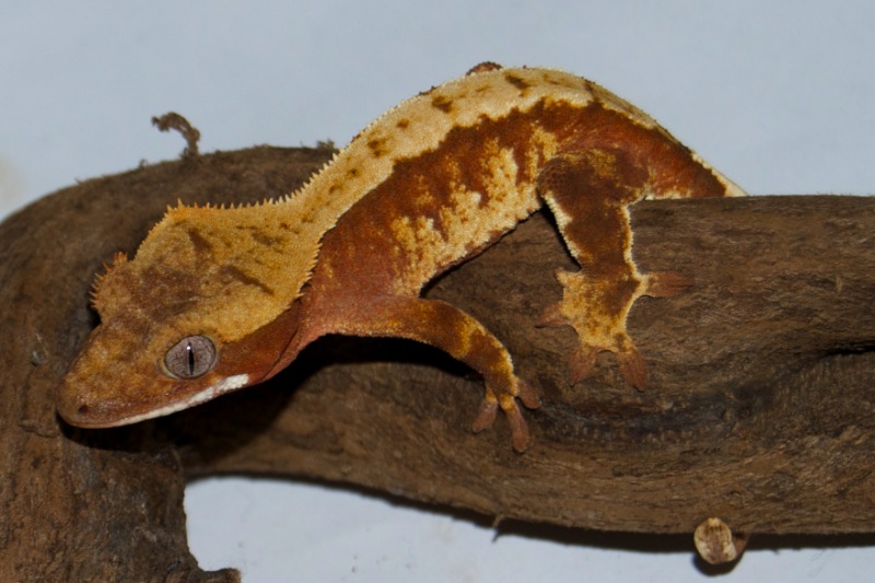 Red & Cream Harlekin Kronengecko - Vanille