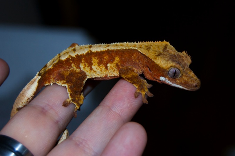 Red & Cream Harlekin Kronengecko - Vanille