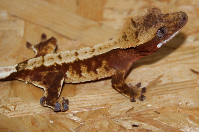 Red & Cream Harlekin Kronengecko - Vanille