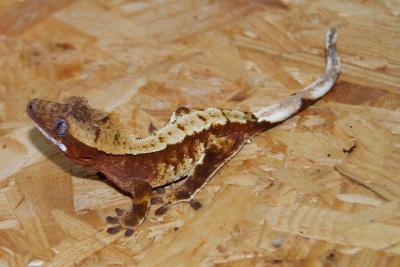 Red & Cream Harlekin Kronengecko - Vanille