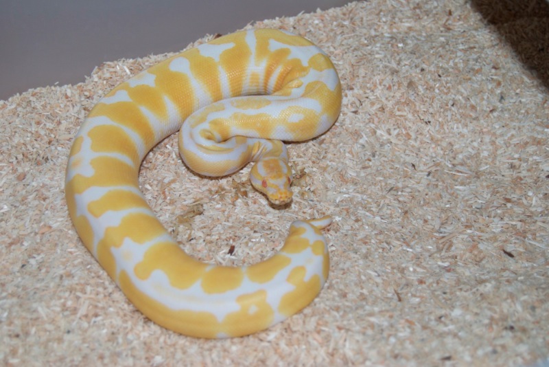 Königspython Albino - Jane