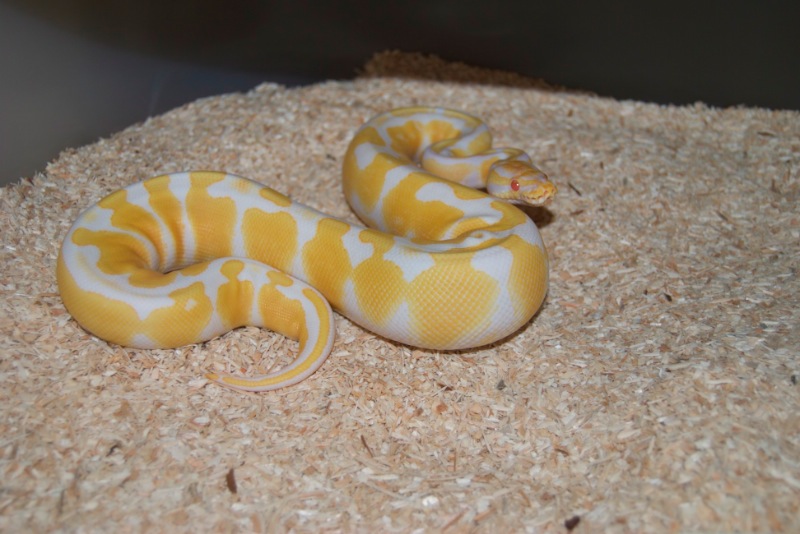 Königspython Albino - Jane